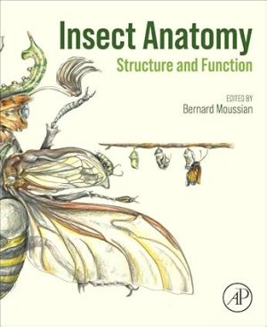 Insect Anatomy Structure and Function