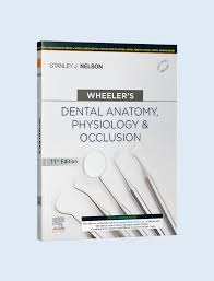 Wheelers Dental Anatomy Physiology And Occlusion 11th Edition